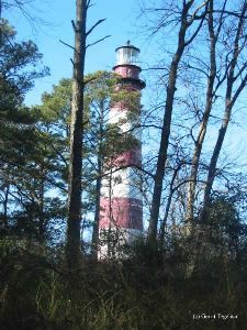 The lighthouse through the trees.