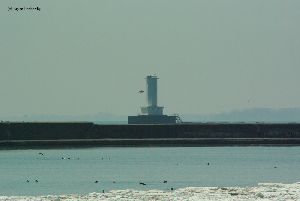 A seagull soars in front of the lighthouse.