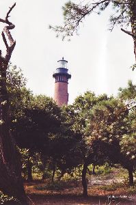 The lighthouse peeks over the trees.