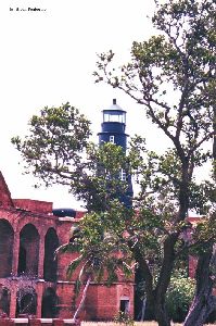 Lighthouse through the trees.