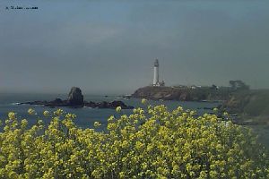 Pigeon Point with yellow flowers in the foreground.